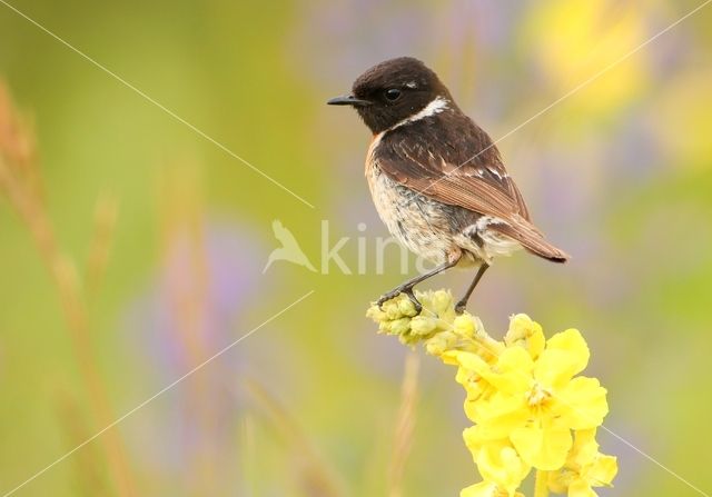 European Stonechat (Saxicola rubicola)