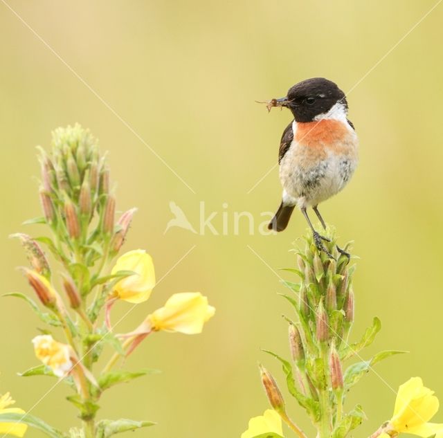 European Stonechat (Saxicola rubicola)