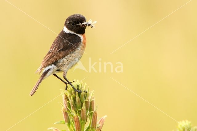 European Stonechat (Saxicola rubicola)