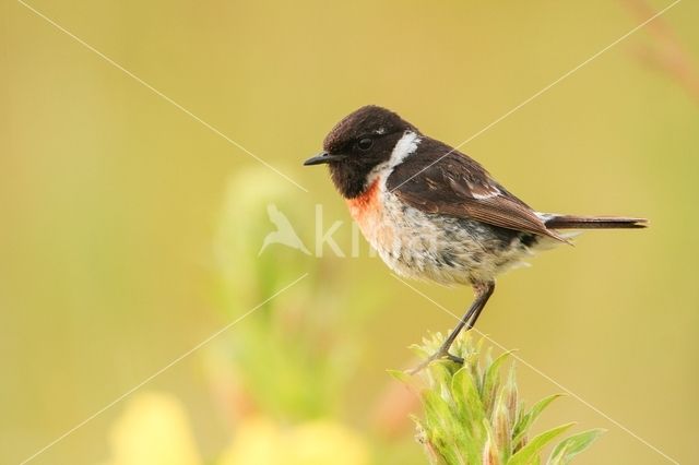 Roodborsttapuit (Saxicola rubicola)