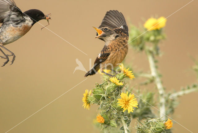 European Stonechat (Saxicola rubicola)