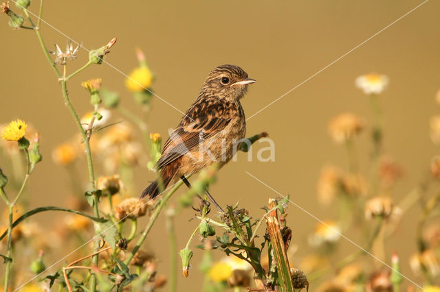 European Stonechat (Saxicola rubicola)