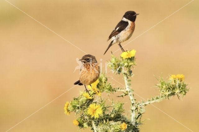 European Stonechat (Saxicola rubicola)