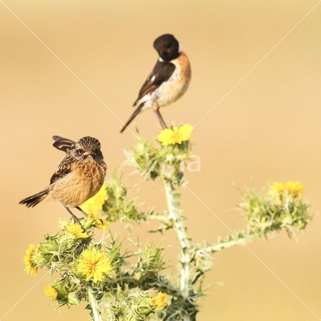 European Stonechat (Saxicola rubicola)