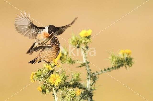 European Stonechat (Saxicola rubicola)