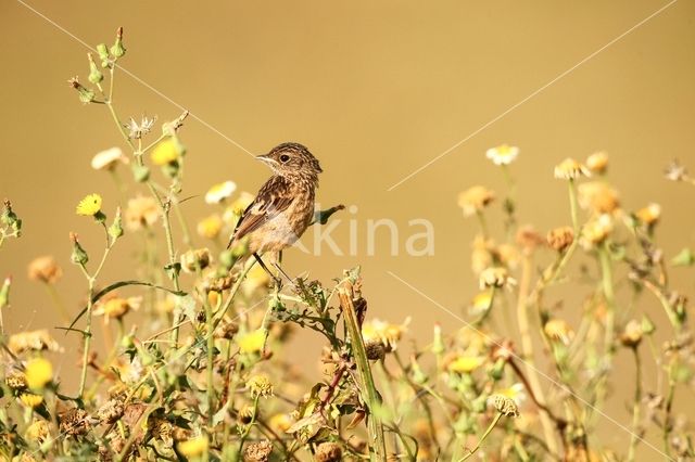 European Stonechat (Saxicola rubicola)