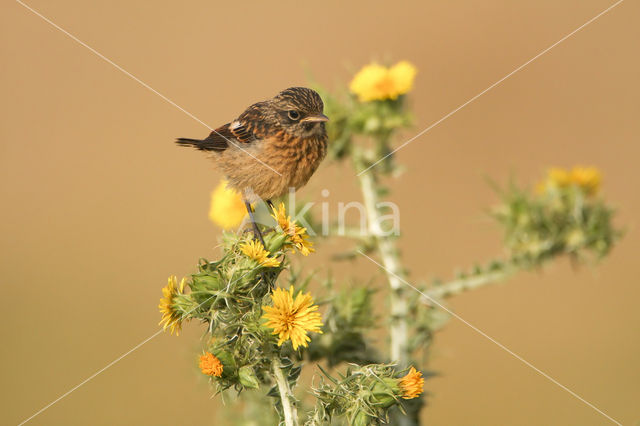 European Stonechat (Saxicola rubicola)