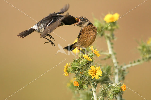 European Stonechat (Saxicola rubicola)