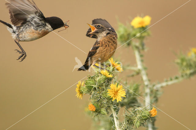 European Stonechat (Saxicola rubicola)