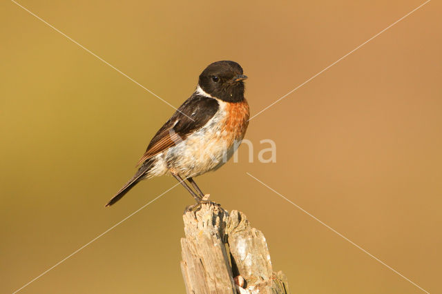 European Stonechat (Saxicola rubicola)