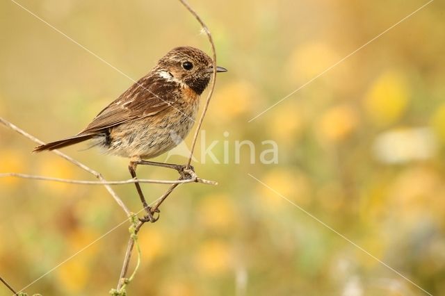 European Stonechat (Saxicola rubicola)