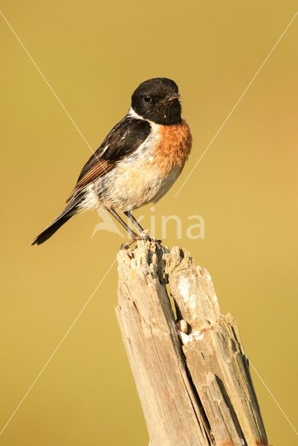 European Stonechat (Saxicola rubicola)