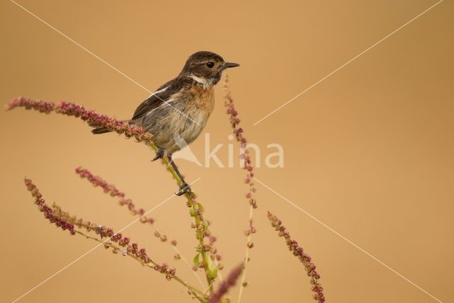 European Stonechat (Saxicola rubicola)