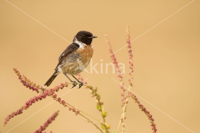 Roodborsttapuit (Saxicola rubicola)