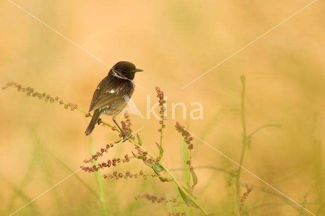 European Stonechat (Saxicola rubicola)