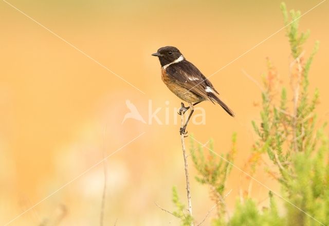 European Stonechat (Saxicola rubicola)