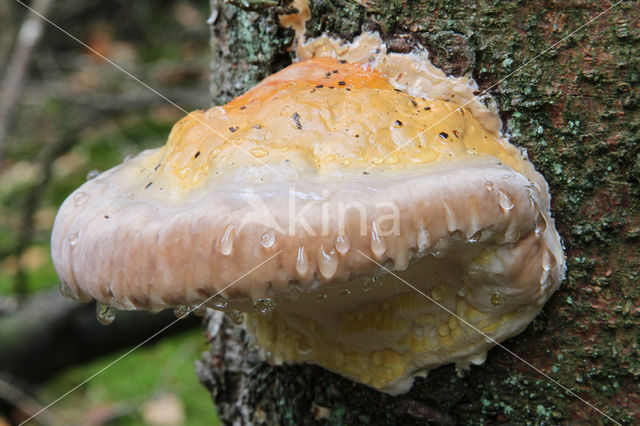 Red Banded Polypore (Fomitopsis pinicola)