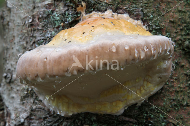 Red Banded Polypore (Fomitopsis pinicola)