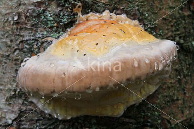 Red Banded Polypore (Fomitopsis pinicola)