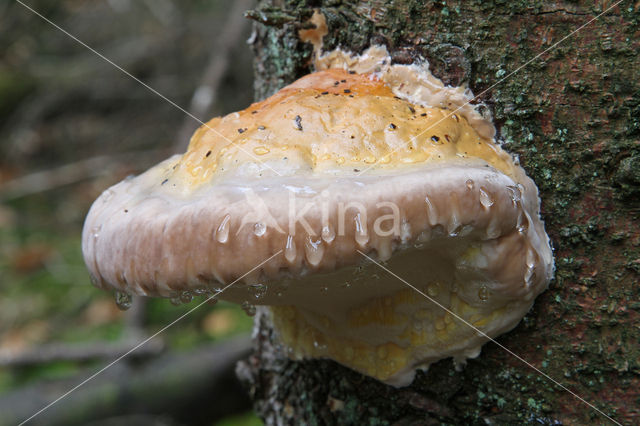 Red Banded Polypore (Fomitopsis pinicola)