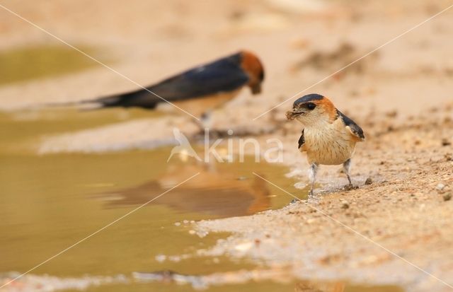 Roodstuitzwaluw (Hirundo daurica)