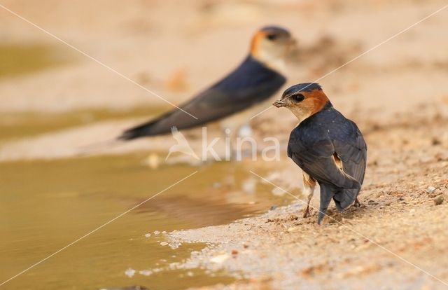 Roodstuitzwaluw (Hirundo daurica)