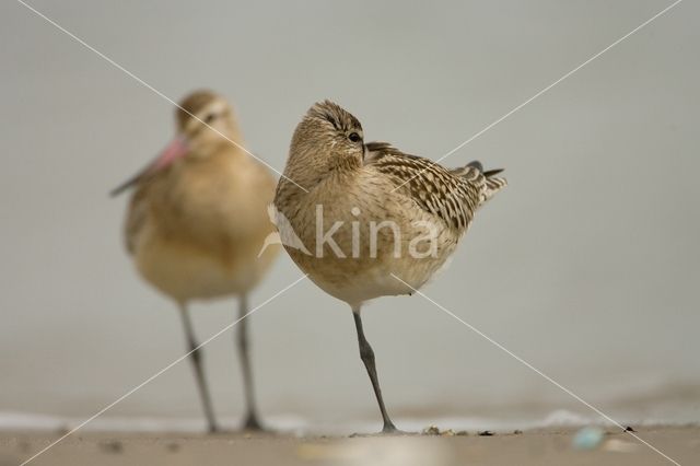 Bar-tailed Godwit (Limosa lapponica)