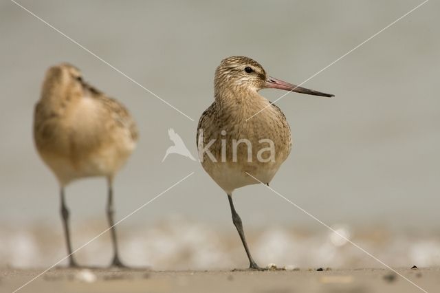 Bar-tailed Godwit (Limosa lapponica)