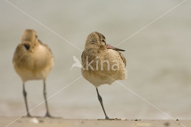 Bar-tailed Godwit (Limosa lapponica)