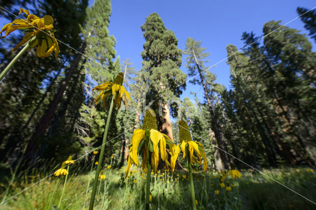 Rudbeckia californica