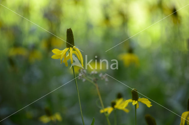 Rudbeckia californica