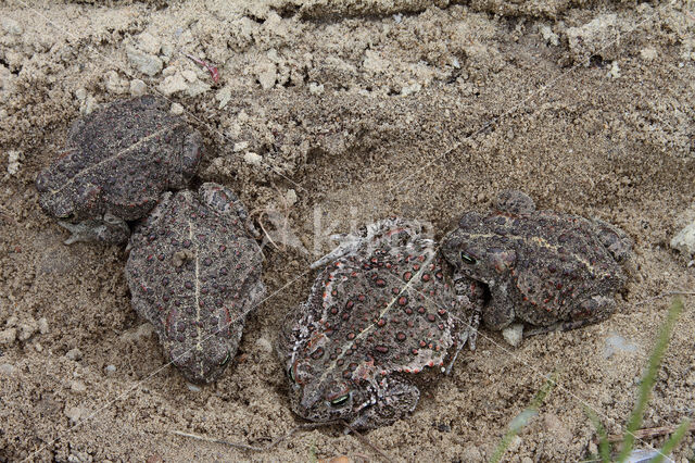 Natterjack toad (Bufo calamita