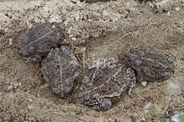 Natterjack toad (Bufo calamita