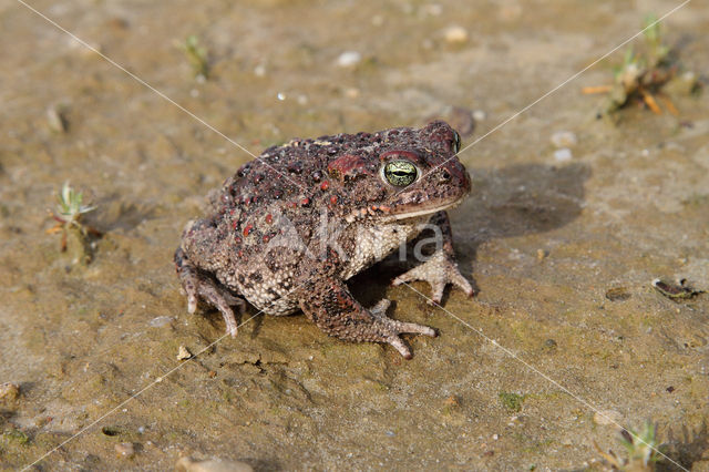 Rugstreeppad (Bufo calamita