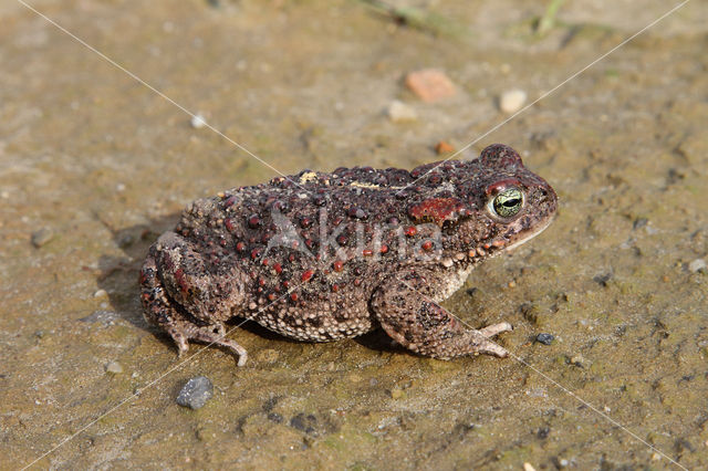 Rugstreeppad (Bufo calamita