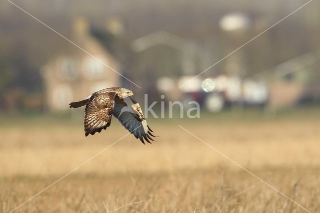 Ruigpootbuizerd (Buteo lagopus)