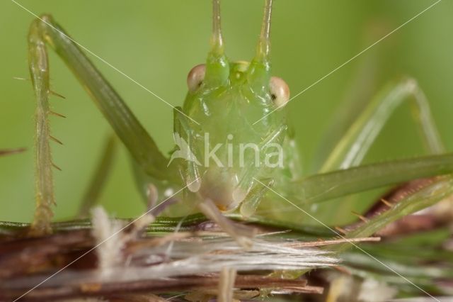 Sabelsprinkhaan (Tettiginia spec.)