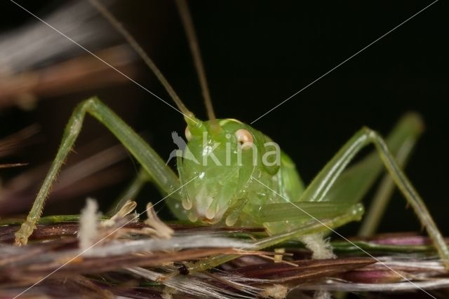 Sabelsprinkhaan (Tettiginia spec.)