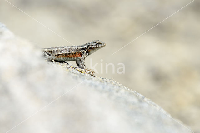 Sagebrush Lizard (Sceloporus graciosus)