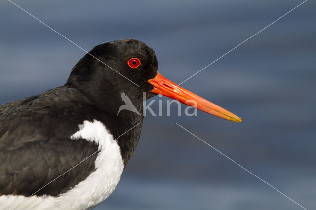 Oystercatcher (Haematopus ostralegus)