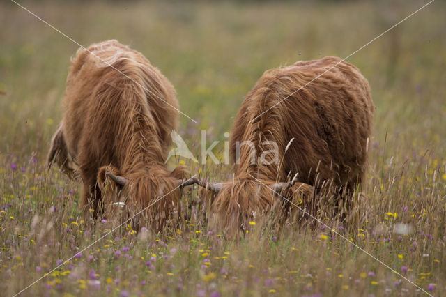 Highland Cow (Bos domesticus)