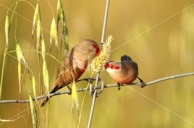 Common Waxbill (Estrilda astrild)