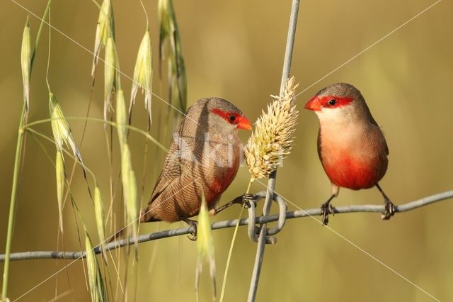 Common Waxbill (Estrilda astrild)