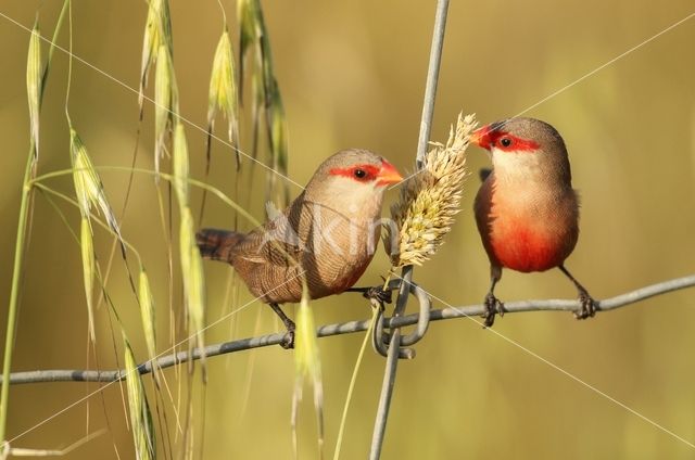 Common Waxbill (Estrilda astrild)