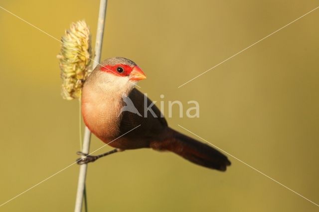 Common Waxbill (Estrilda astrild)