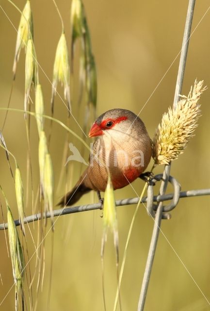 Common Waxbill (Estrilda astrild)