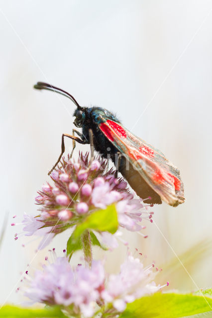 Six-spot Burnet (Zygaena filipendulae)