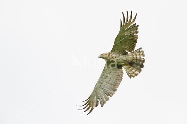 Short-toed Eagle (Circaetus gallicus)