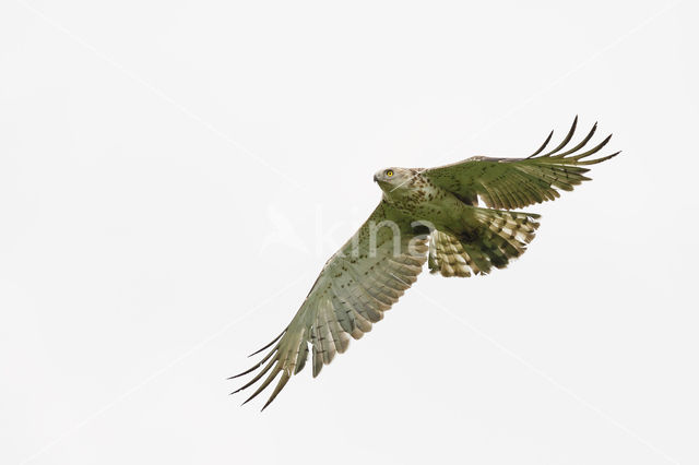 Short-toed Eagle (Circaetus gallicus)