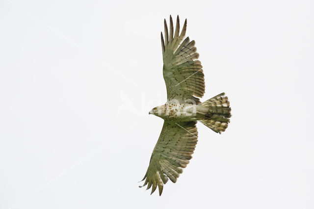 Short-toed Eagle (Circaetus gallicus)